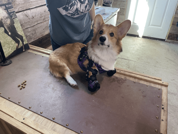 prosthetic for a dog