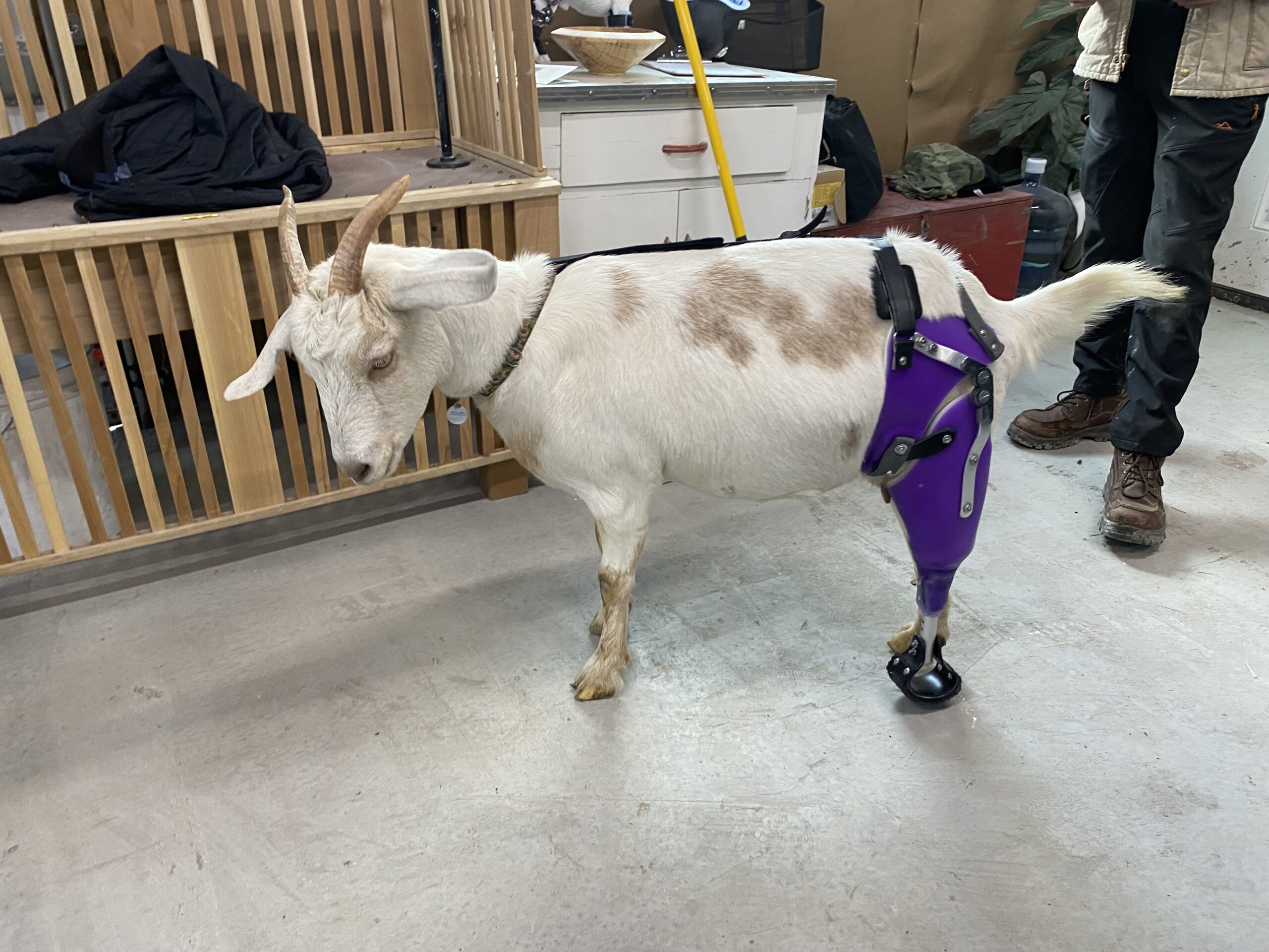 Goat rear prosthetic