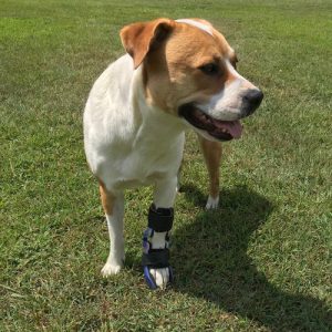 small brown and white dog in front carpal/wrist brace