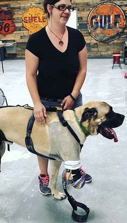 dog prosthetic