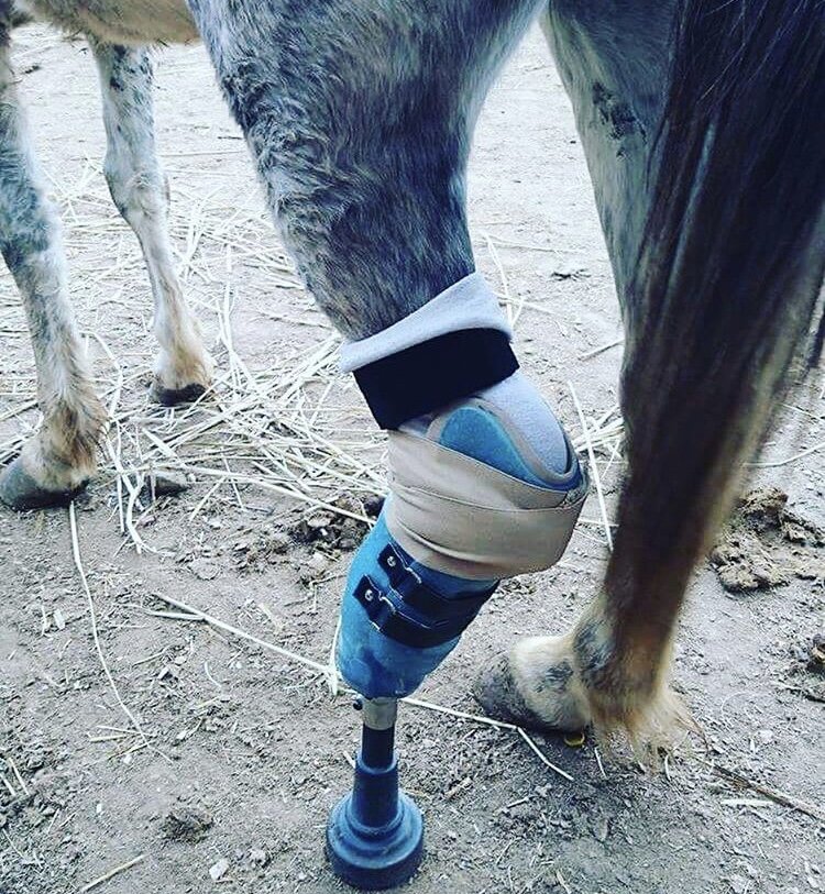 Large Animal Prosthetics - Give Your Large Animal Deserved Relief ...