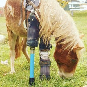 horse grazing with prosthetic on front right leg