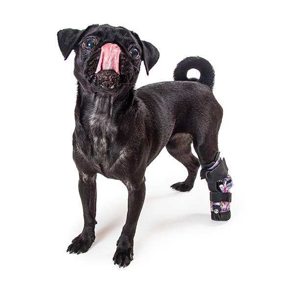 Animal Prosthetics & Orthotics - Specialized Pet Solutions