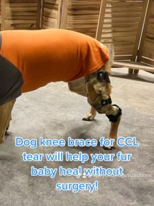 dog knee brace