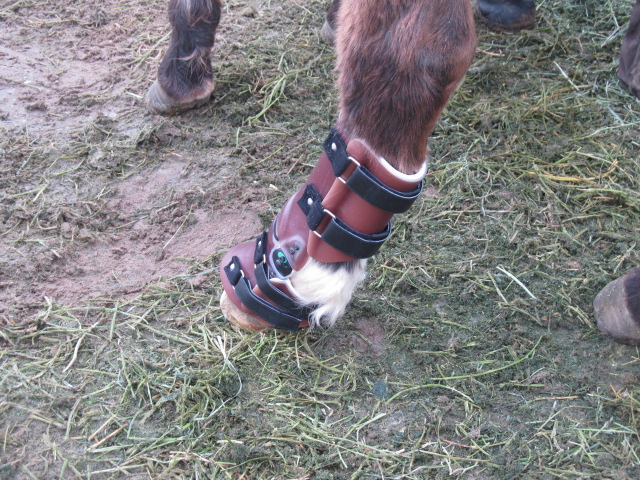 Farm Animal Custom Leg Brace