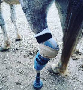 Large Animal Prosthetics - Horse Prosthetic, Goat Prosthetic