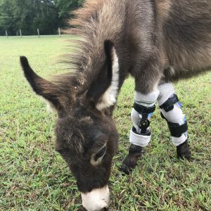 Equine brace