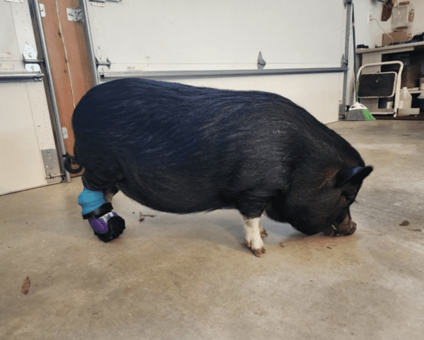 Farm animal prosthetic