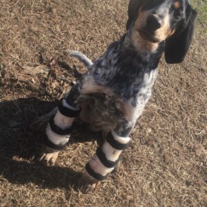 dog brace