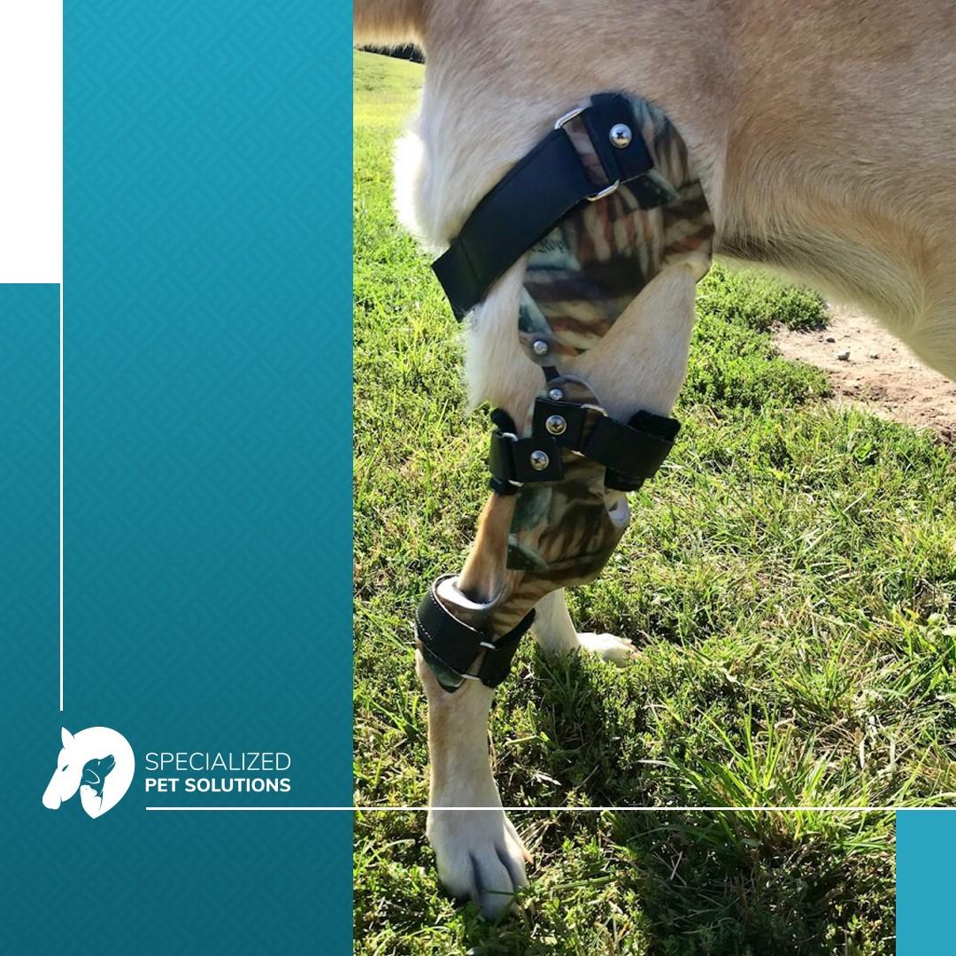 Dog knee brace stifle brace - Specialized Pet Solutions