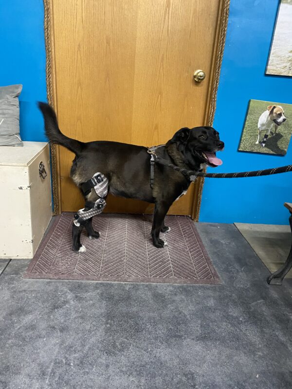 knee brace for dog