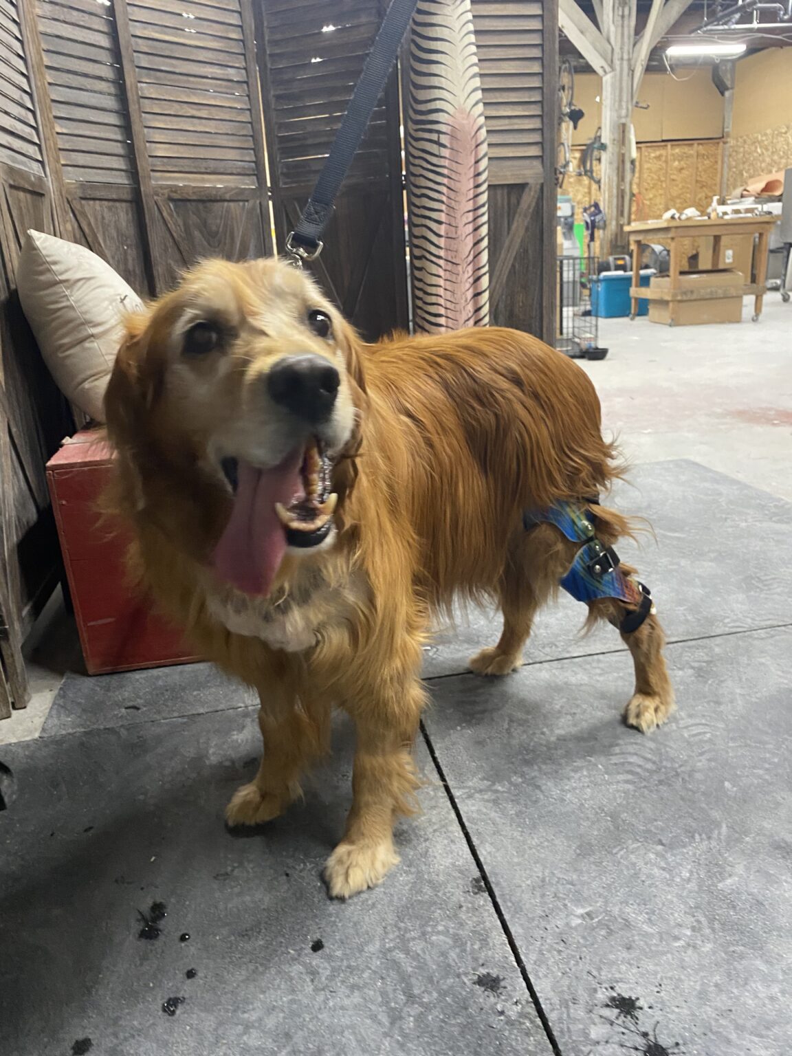 Dog Knee Brace for CCL / ACL Tear Specialized Pet Solutions