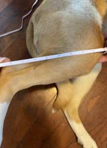 dog knee brace measurements