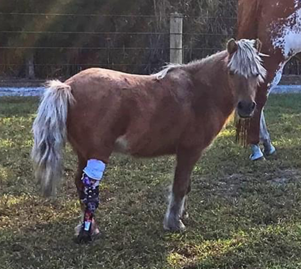 pony prosthetic