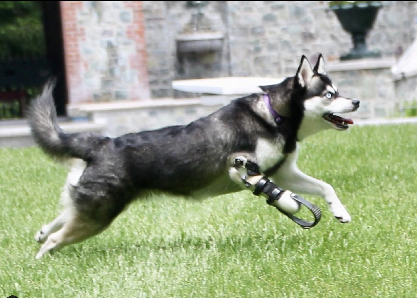 dog prosthetic running