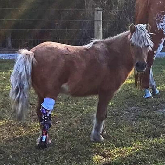 pony prosthetic