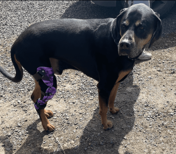 Dog Knee Brace - Stifle Brace - CCL Brace - ACL Brace for Dogs - $695 - Image 33