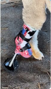 farm animal prosthetic