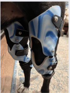 dog knee brace