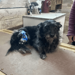 Knee brace for dogs