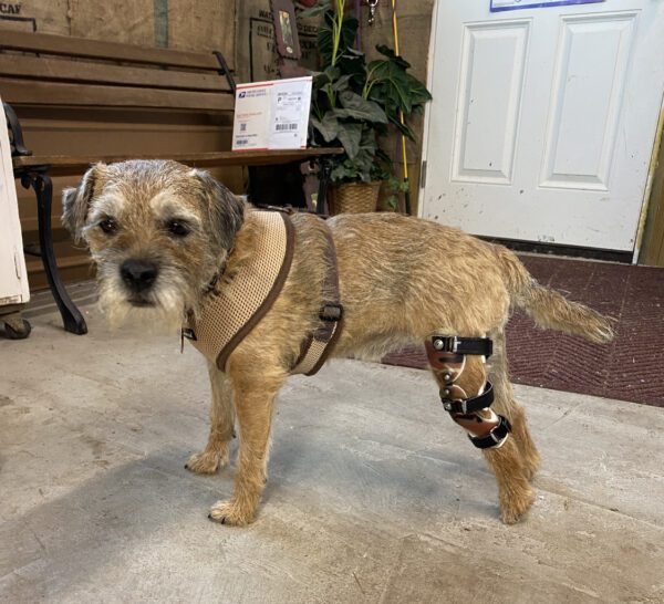 Dog Knee Brace - Stifle Brace - CCL Brace - ACL Brace for Dogs - $695 - Image 23