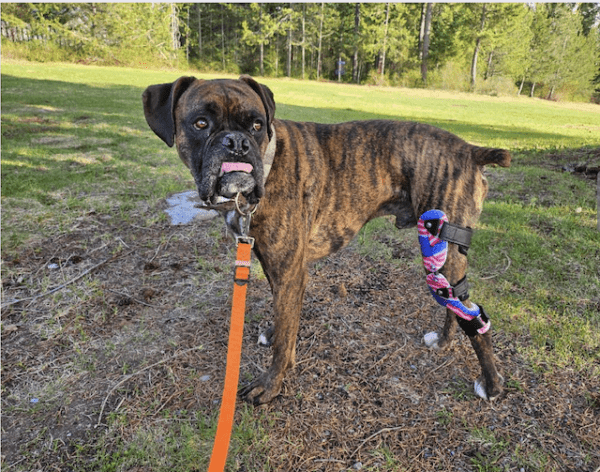 Dog Knee Brace - Stifle Brace - CCL Brace - ACL Brace for Dogs - $695 - Image 37