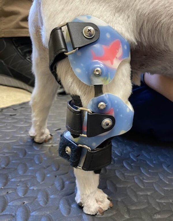 dog knee brace