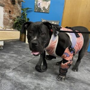 Full Limb Dog Prosthetics - Small Animal Prosthetic - Starting at $1595
