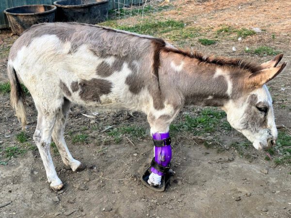 Farm Animal Prosthetic- Partial Limb Horse Prosthetic and Goat Prosthetic -  Starting at $995 - Image 13
