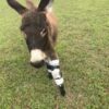 Farm Animal Orthotics - Animal Leg Braces - Starting at $795 - Image 5