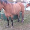 Farm Animal Orthotics - Animal Leg Braces - Starting at $795 - Image 7