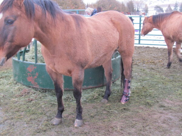 Farm Animal Orthotics - Animal Leg Braces - Starting at $795 - Image 7