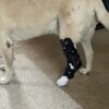 Dog Hock, Tarsus, Achilles Brace - Dog Back Leg Brace - Image 4