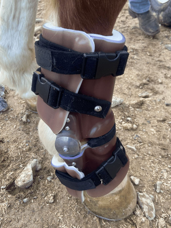 Farm Animal Orthotics - Animal Leg Braces - Starting at $795 - Image 10