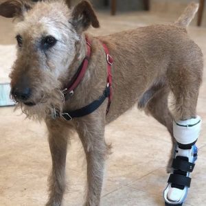 medium sized brown dog standing in rear hock/tarsus/Achilles brace