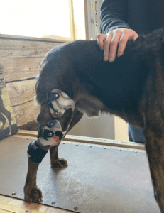 knee brace for dogs