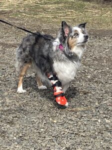 Carpal brace with paw section