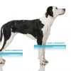 Partial Limb Dog Prosthetic -  Small Animal Prosthetic - Starting at $895 - Image 4