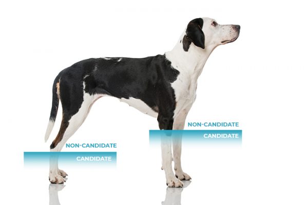 Partial Limb Dog Prosthetic -  Small Animal Prosthetic - Starting at $895 - Image 4