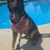 Full Limb Dog Prosthetics - Small Animal Prosthetic - Image 9