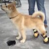 Partial Limb Dog Prosthetic -  Small Animal Prosthetic - Starting at $895 - Image 6