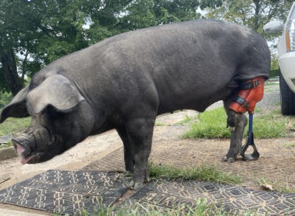 Farm animal prosthetic