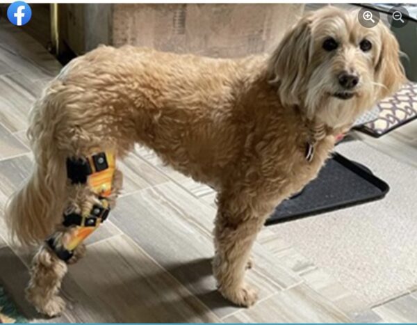 Dog Knee Brace - Stifle Brace - CCL Brace - ACL Brace for Dogs - $695 - Image 21