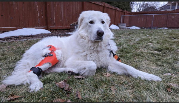 Dog Knee Brace - Stifle Brace - CCL Brace - ACL Brace for Dogs - $695 - Image 14