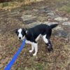 Partial Limb Dog Prosthetic -  Small Animal Prosthetic - Starting at $895 - Image 7