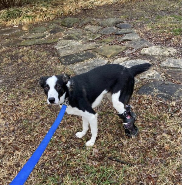 Partial Limb Dog Prosthetic -  Small Animal Prosthetic - Starting at $895 - Image 7