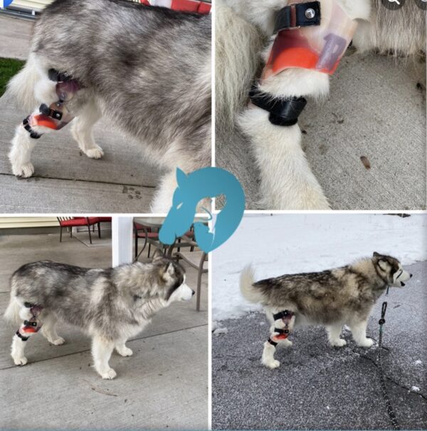 Dog Knee Brace - Stifle Brace - CCL Brace - ACL Brace for Dogs - $695 - Image 19