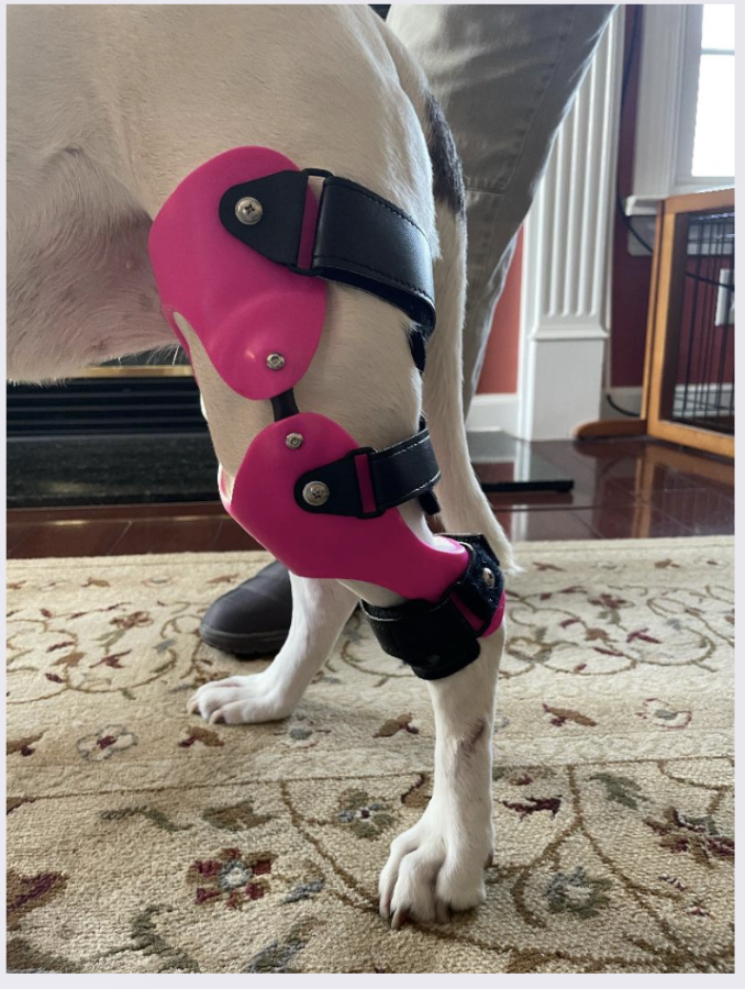 Knee brace for a dog torn CCL