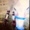 Farm Animal Orthotics - Animal Leg Braces - Starting at $795 - Image 3