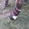 Farm Animal Orthotics - Animal Leg Braces - Starting at $795 - Image 6